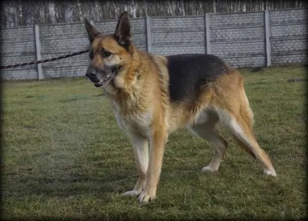 Oddam psa, Poznań, 6 października 2021 (5/8)