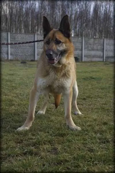 Oddam psa, Poznań, 6 października 2021 (8/8)