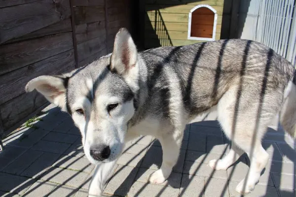 Znaleziono psa, województwo łódzkie, 21 lipca 2021 (1/13)