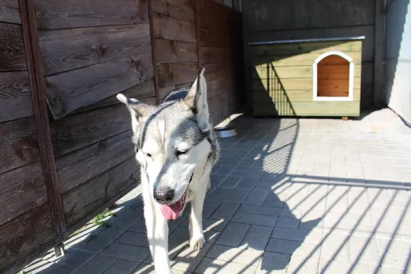 Znaleziono psa, województwo łódzkie, 21 lipca 2021 (5/13)