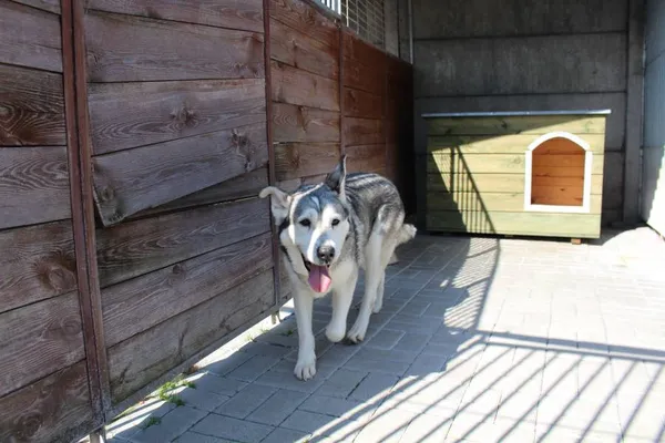 Znaleziono psa, województwo łódzkie, 21 lipca 2021 (7/13)