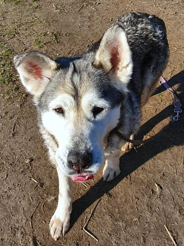 Znaleziono psa, województwo łódzkie, 21 lipca 2021 (13/13)