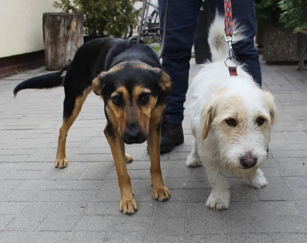 Znaleziono psa, województwo łódzkie, 29 maja 2022 (1/6)