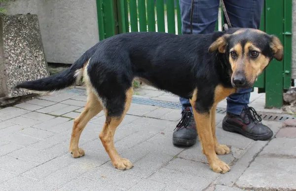 Znaleziono psa, województwo łódzkie, 29 maja 2022 (3/6)