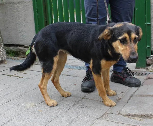 Znaleziono psa, województwo łódzkie, 29 maja 2022 (4/6)