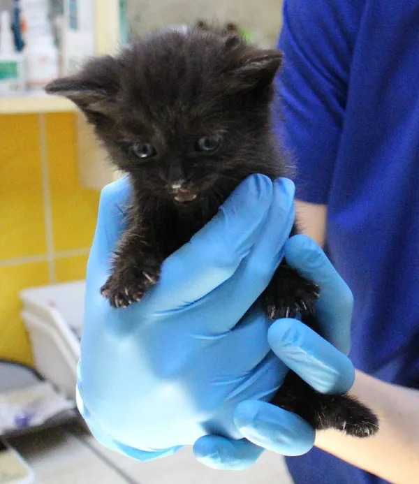 Znaleziono kota, województwo łódzkie, 30 maja 2022 (1/3)