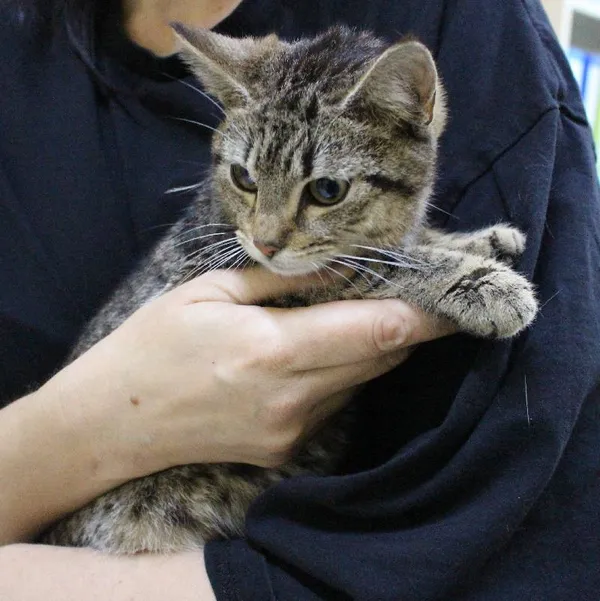 Znaleziono kota, województwo łódzkie, 29 maja 2022 (2/5)