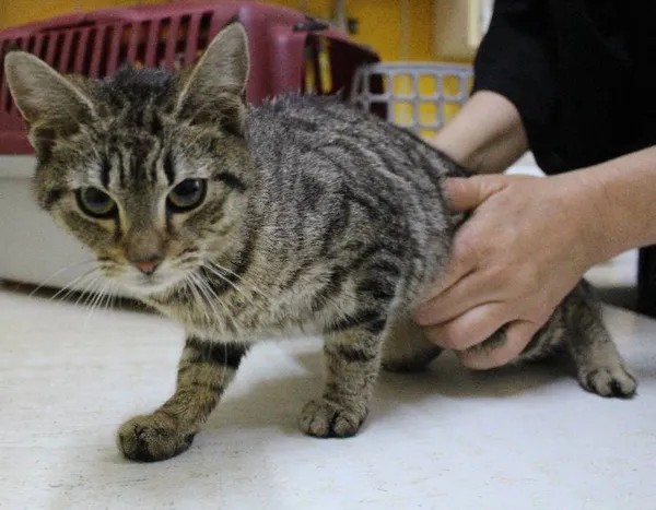 Znaleziono kota, województwo łódzkie, 29 maja 2022 (4/5)