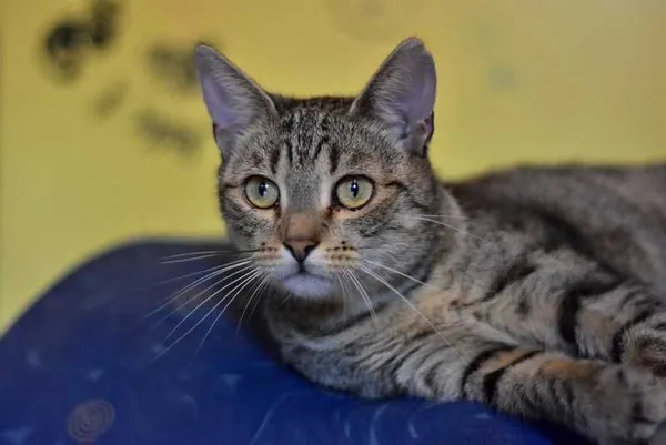 Oddam kota, Warszawa, 16 marca 2022 (1/5)