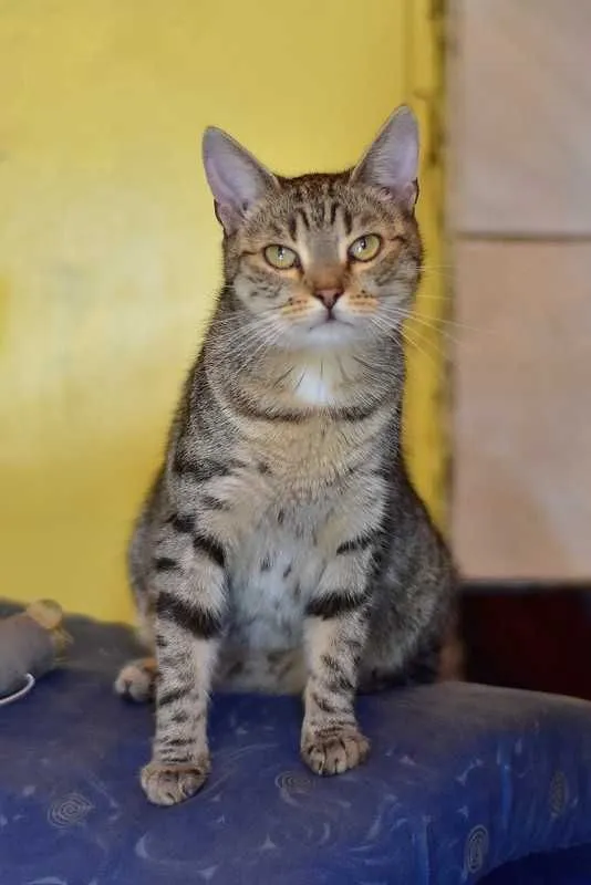 Oddam kota, Warszawa, 16 marca 2022 (2/5)