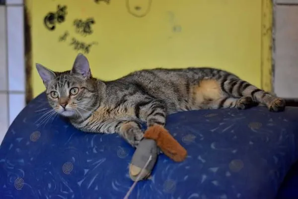 Oddam kota, Warszawa, 16 marca 2022 (3/5)