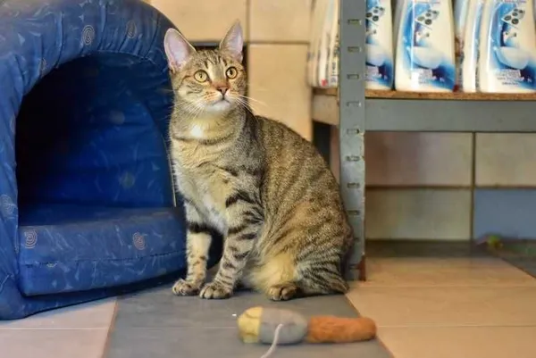 Oddam kota, Warszawa, 16 marca 2022 (4/5)