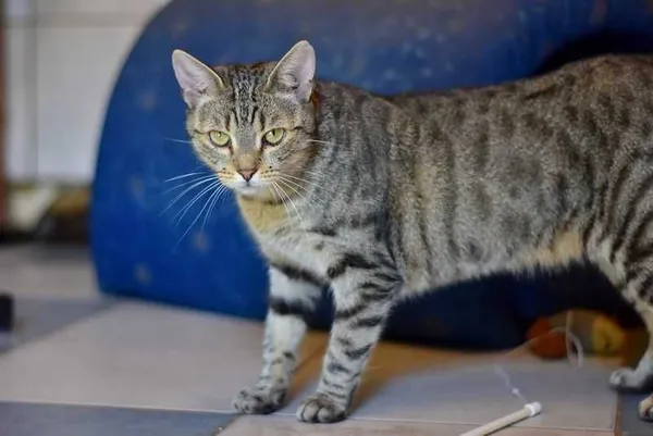 Oddam kota, Warszawa, 16 marca 2022 (5/5)