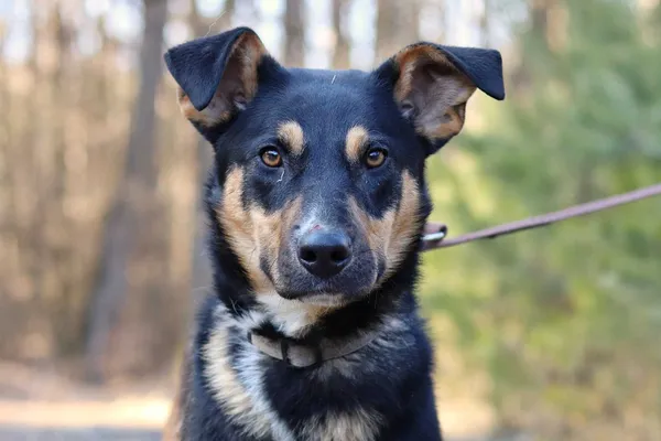 Oddam psa, Bydgoszcz, 28 kwietnia 2022 (1/8)