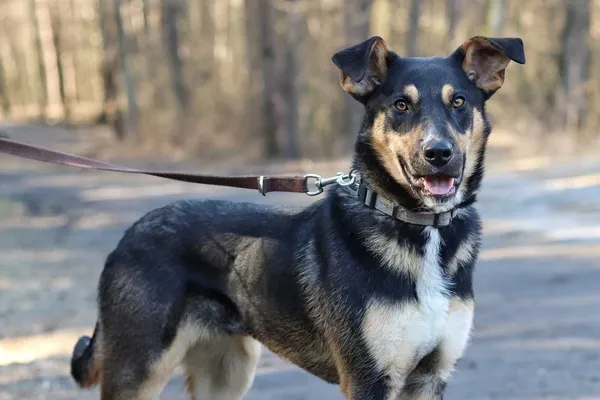 Oddam psa, Bydgoszcz, 28 kwietnia 2022 (2/8)