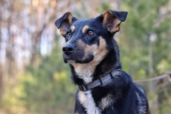 Oddam psa, Bydgoszcz, 28 kwietnia 2022 (3/8)