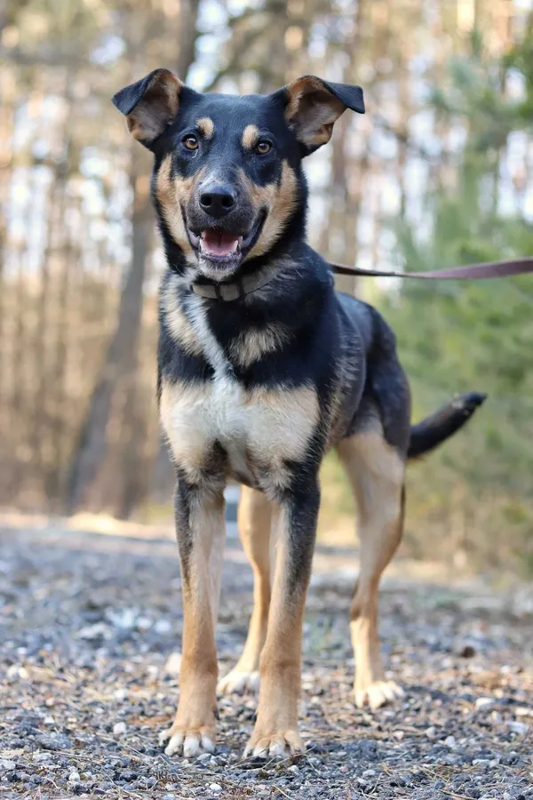 Oddam psa, Bydgoszcz, 28 kwietnia 2022 (4/8)