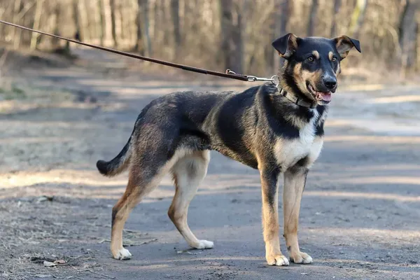 Oddam psa, Bydgoszcz, 28 kwietnia 2022 (5/8)