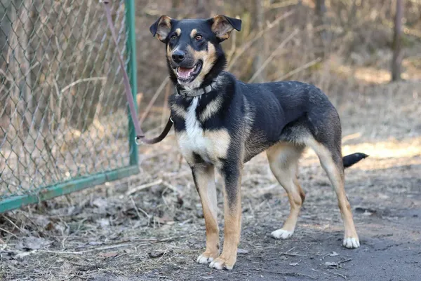 Oddam psa, Bydgoszcz, 28 kwietnia 2022 (7/8)