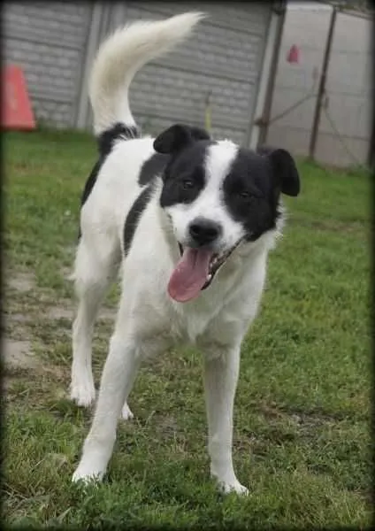 Oddam psa, Wrocław, 1 sierpnia 2021 (3/8)