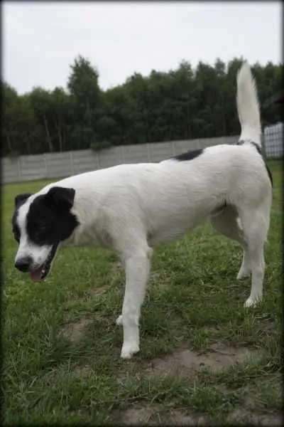 Oddam psa, Wrocław, 1 sierpnia 2021 (4/8)