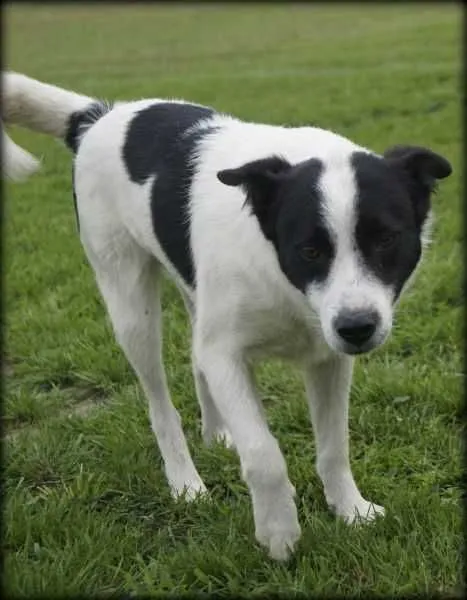 Oddam psa, Wrocław, 1 sierpnia 2021 (5/8)