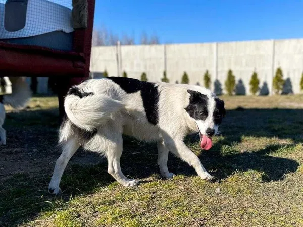 Oddam psa, Wrocław, 1 sierpnia 2021 (7/8)