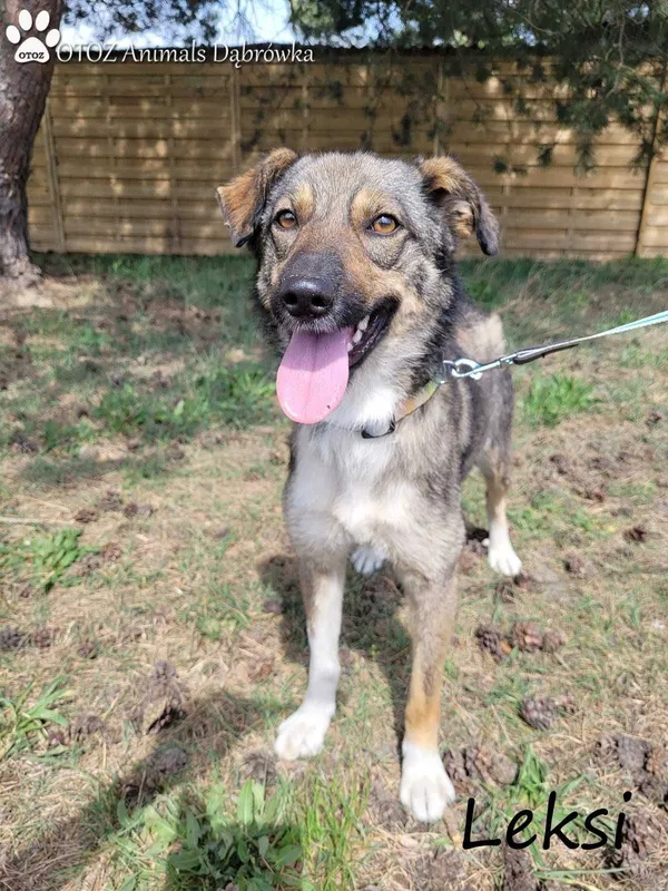 Oddam psa, Wejherowo, 29 maja 2022 (1/4)