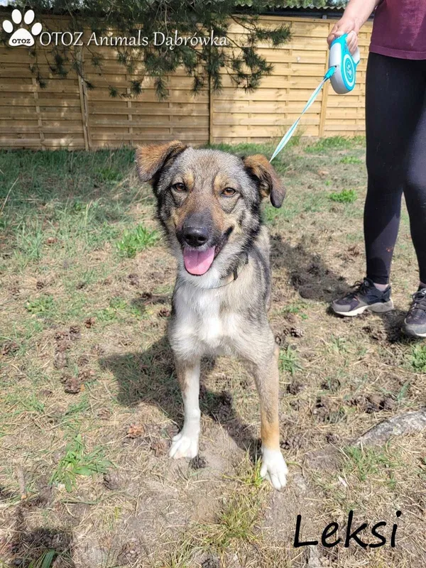 Oddam psa, Wejherowo, 29 maja 2022 (3/4)