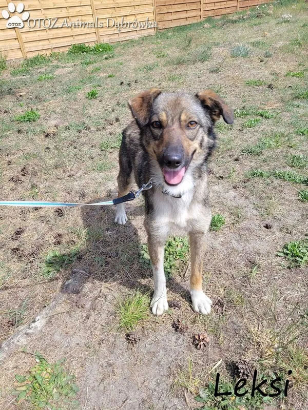 Oddam psa, Wejherowo, 29 maja 2022 (4/4)
