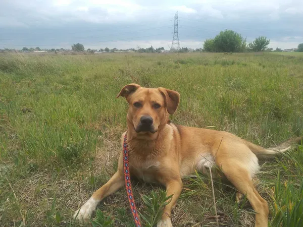 Oddam psa, Wojcieszyn, 29 maja 2022 (1/3)