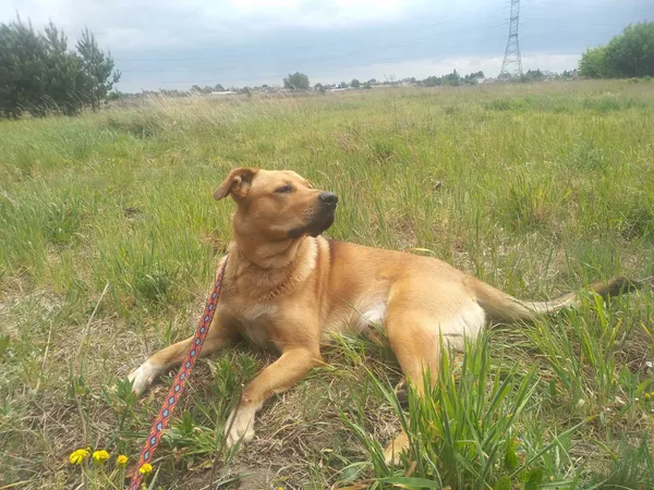 Oddam psa, Wojcieszyn, 29 maja 2022 (2/3)