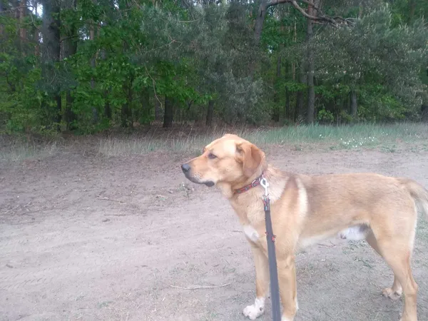 Oddam psa, Wojcieszyn, 29 maja 2022 (3/3)