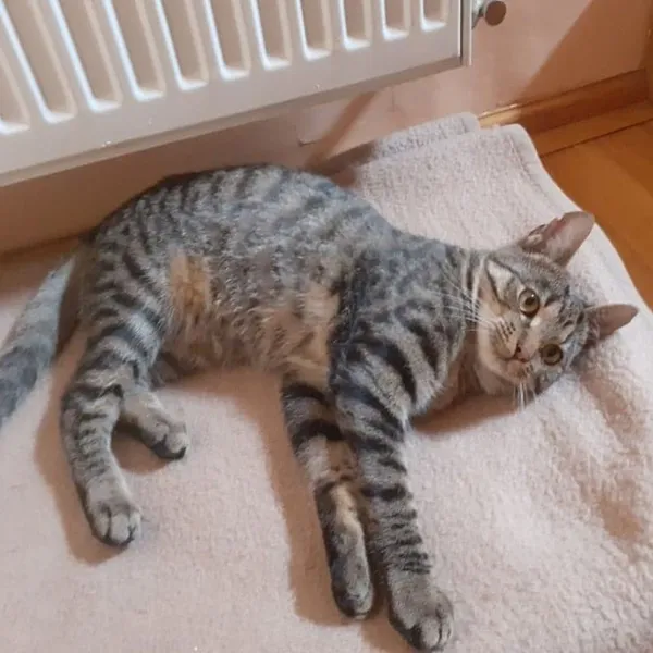 Znaleziono kota, Białystok, 5 czerwca 2022 (2/3)