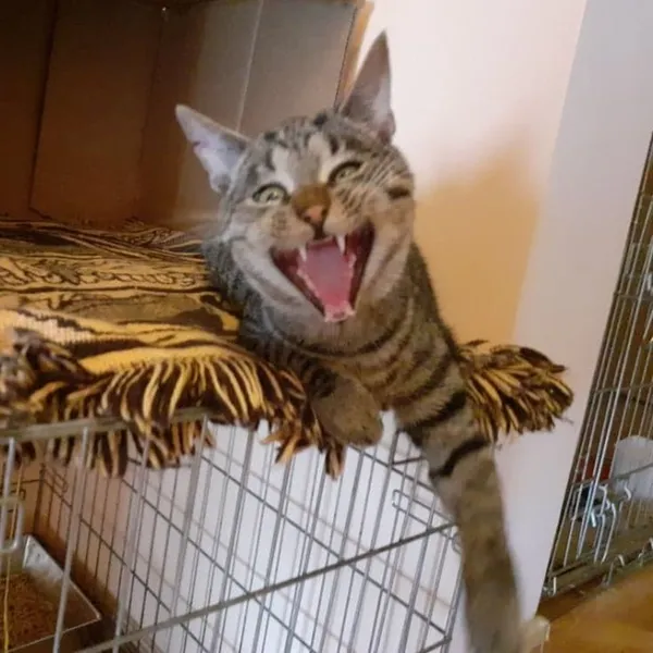 Znaleziono kota, Białystok, 5 czerwca 2022 (3/3)