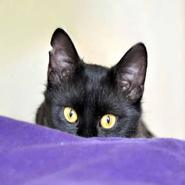 Znaleziono kota, Białystok, 5 czerwca 2022 (1/3)