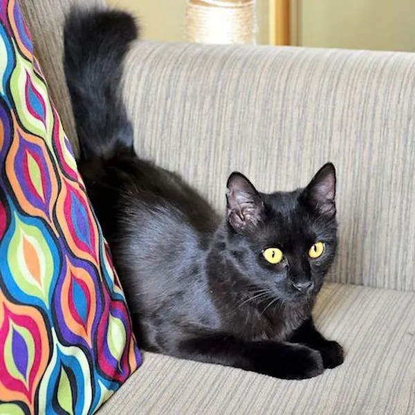 Znaleziono kota, Białystok, 5 czerwca 2022 (3/3)