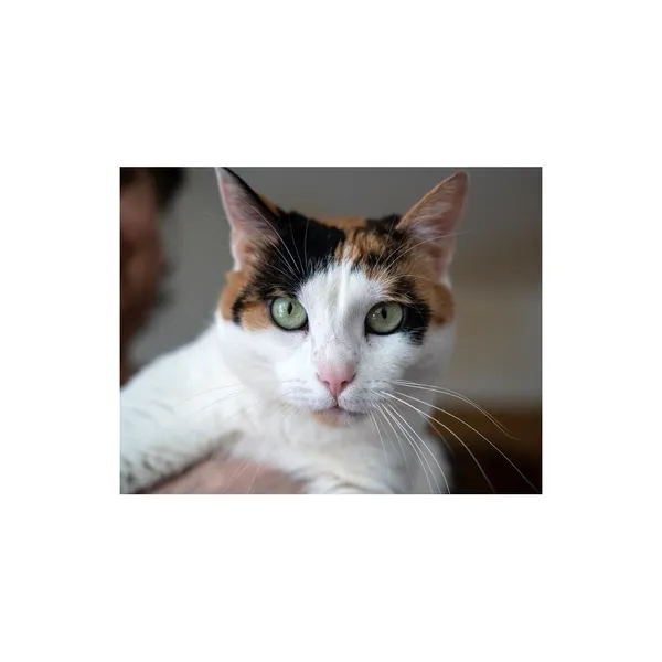 Znaleziono kota, Białystok, 5 czerwca 2022 (1/3)