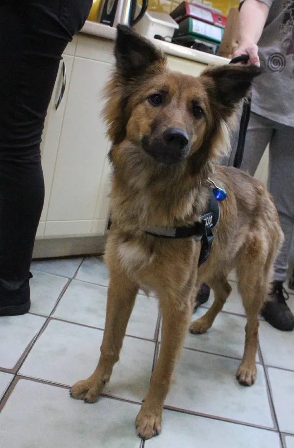 Znaleziono psa, województwo łódzkie, 5 czerwca 2022 (1/4)