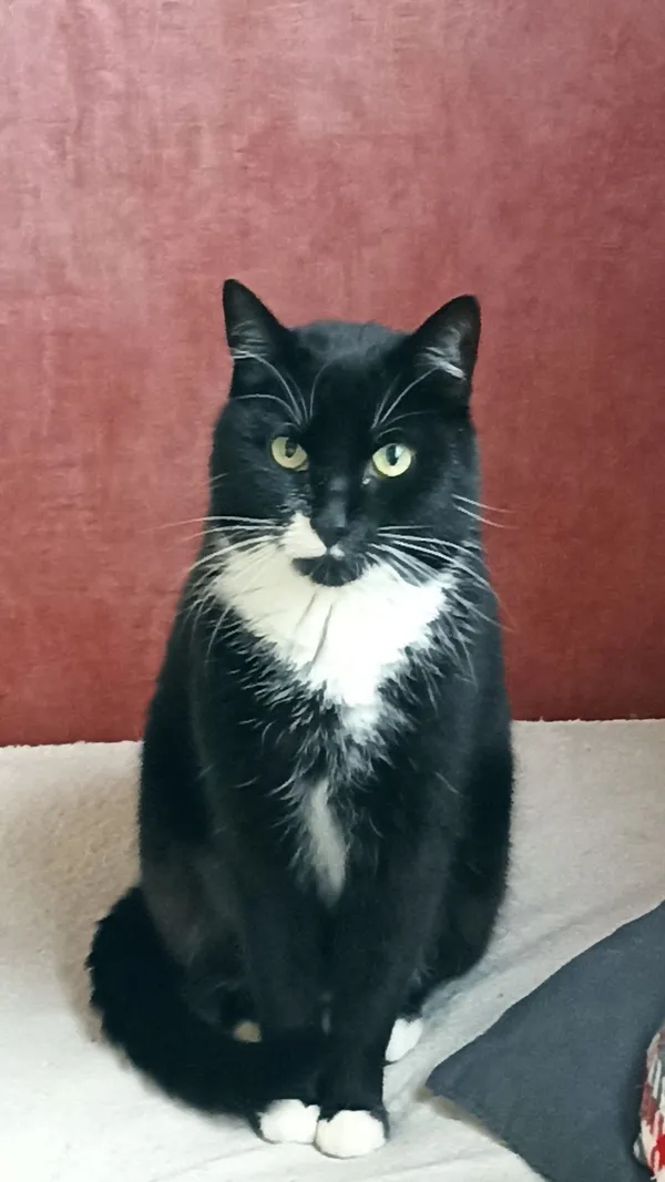 Znaleziono kota, województwo śląskie, 17 listopada 2021 (1/8)