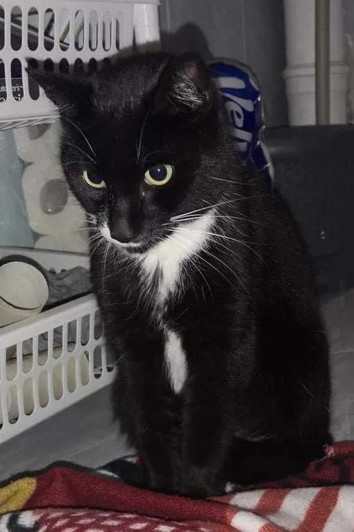 Znaleziono kota, województwo śląskie, 17 listopada 2021 (2/8)