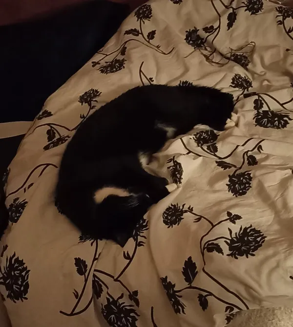 Znaleziono kota, województwo śląskie, 17 listopada 2021 (3/8)