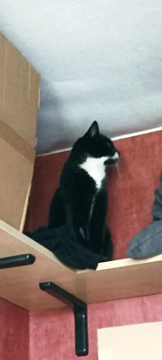 Znaleziono kota, województwo śląskie, 17 listopada 2021 (4/8)