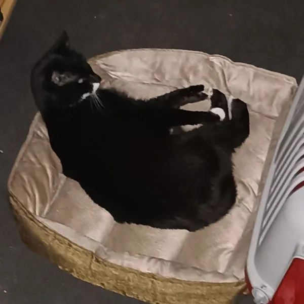 Znaleziono kota, województwo śląskie, 17 listopada 2021 (5/8)