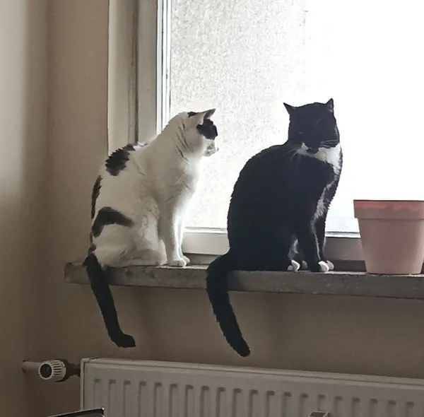 Znaleziono kota, województwo śląskie, 17 listopada 2021 (6/8)