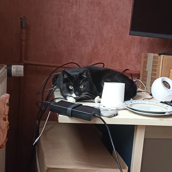 Znaleziono kota, województwo śląskie, 17 listopada 2021 (7/8)