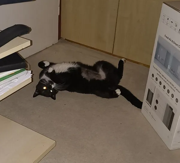 Znaleziono kota, województwo śląskie, 17 listopada 2021 (8/8)