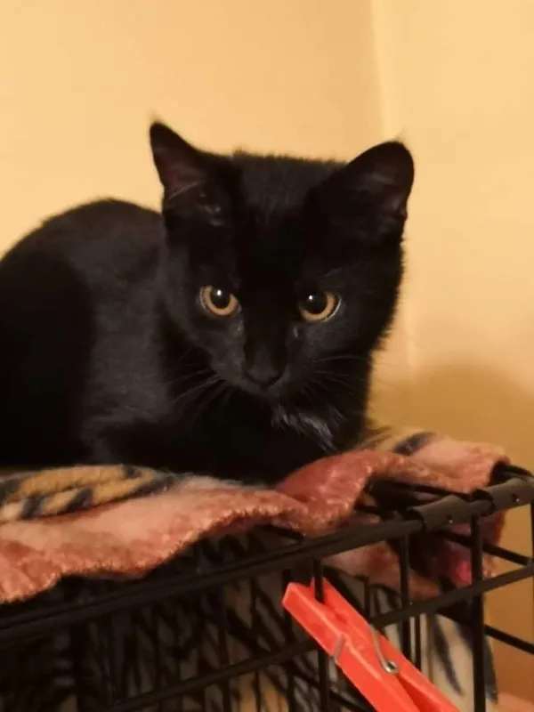 Zaginął kot, Regulice, 29 grudnia 2021 (1/2)