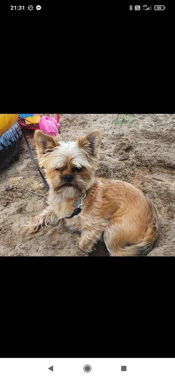 Zaginął pies, Łąg, 27 lutego 2022 (2/2)