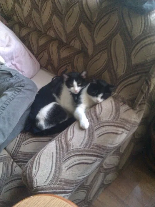 Zaginął kot, województwo śląskie, 31 grudnia 2017 (1/4)